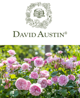 David Austin Roses LTD