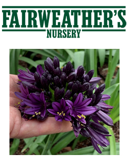 Fairweather’s Nursery