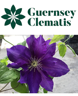 Guernsey Clematis Nursery