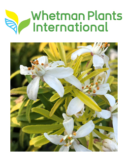 Whetman Plants International
