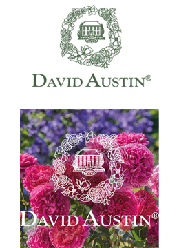 David Austin Roses