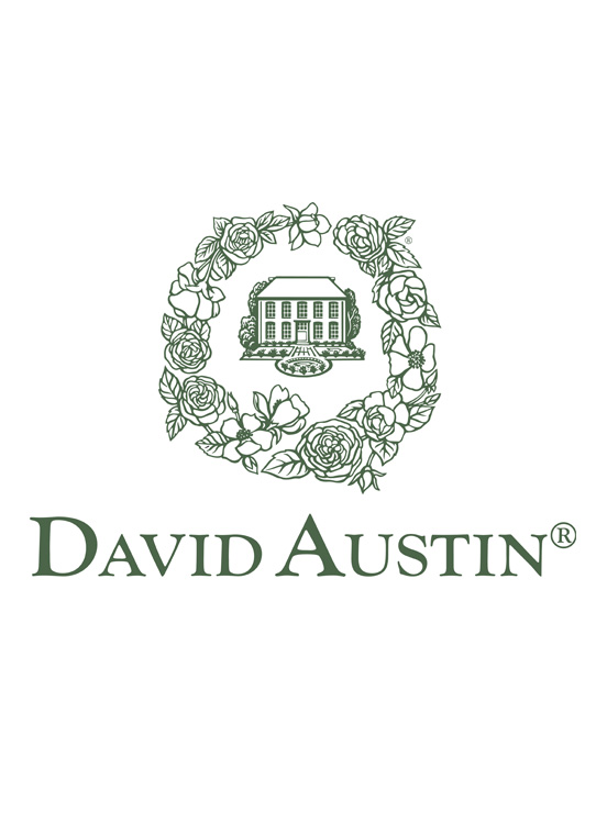 David Austin Roses