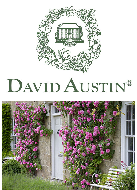 David Austin Roses