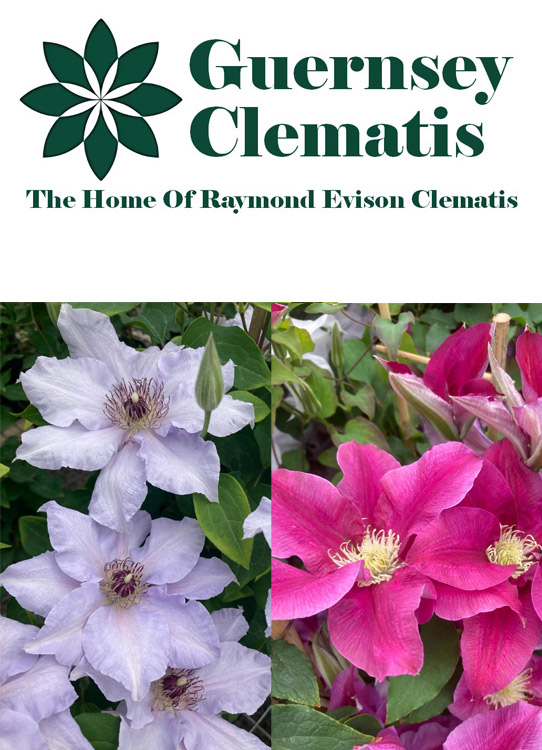 Guernsey Clematis