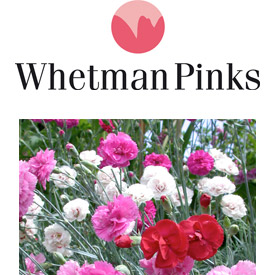 Whetman Pinks